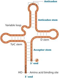 Cloverleaf model of tRNA