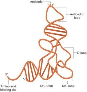 Three-dimensional model of tRNA