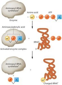 Steps involved in charging tRNA