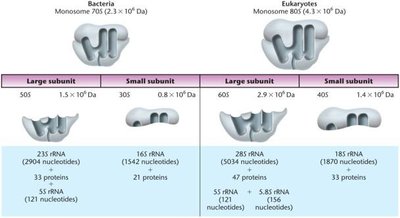 Comparison of bacterial and eukaryotic ribosomes