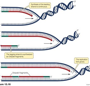 Schematic showing continuous and discontinuous synthesis of DNA strands