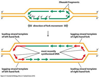 Bidirectional replication fork diagram