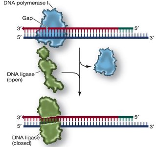 DNA ligase joining Okazaki fragments