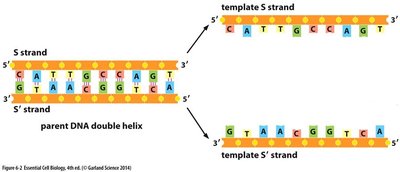 Diagram showing semiconservative DNA replication