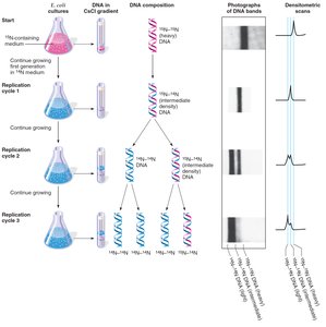 Results of the Meselson-Stahl experiment showing DNA bands after replication cycles