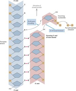 Diagram of DNA elongation showing 5' to 3' synthesis and base pairing