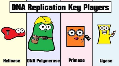 Cartoon summary of DNA replication key players