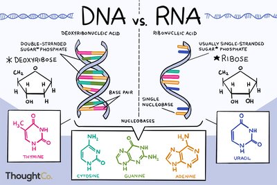 DNA vs RNA structural and chemical differences