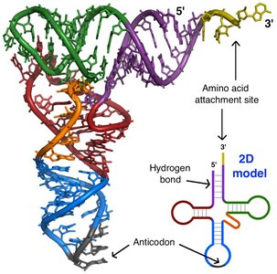 3D model of tRNA