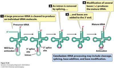 tRNA processing steps