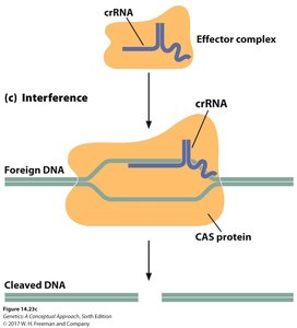 crRNA-guided interference and DNA cleavage