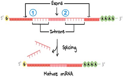 Splicing of introns from pre-mRNA