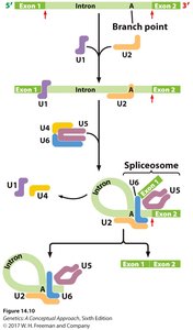 Spliceosome assembly and splicing steps