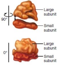 Ribosome subunits