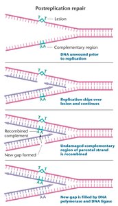 Diagram of post-replication repair mechanism