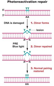 Diagram of photoreactivation repair mechanism