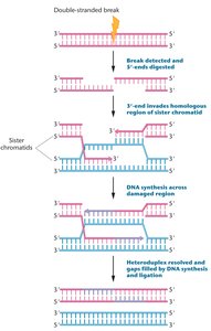 Diagram of double-strand break repair mechanism