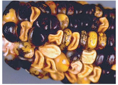 Maize kernel with transposon-induced pigmentation spots