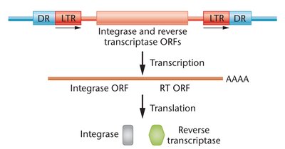 Structure of a retrotransposon with LTRs, integrase, and reverse transcriptase