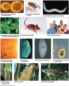 Examples of model organisms