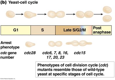 Yeast cell cycle and cdc mutants
