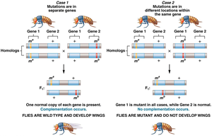 Diagram of complementation analysis for two cases: mutations in separate genes (complementation occurs, wild type flies) and mutations in the same gene (no complementation, mutant flies)