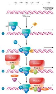 Assembly of general transcription factors for transcription initiation