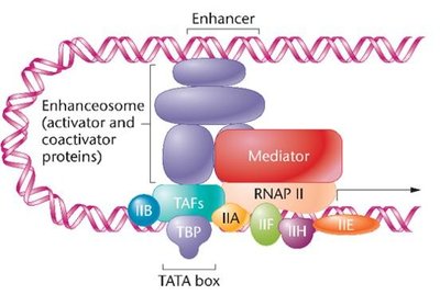 DNA looping brings enhancers/silencers into contact with the transcription complex