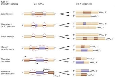 Types of alternative splicing events