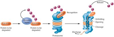Ubiquitin-mediated protein degradation
