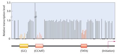 Effects of promoter mutations on transcription