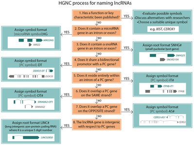 HGNC process for naming lncRNAs