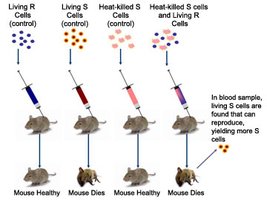 Griffith's experiment on bacterial transformation