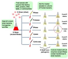 Avery-MacLeod-McCarty experiment