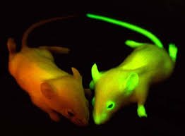 Transgenic mice with fluorescent marker