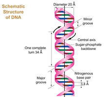 Schematic Structure of DNA