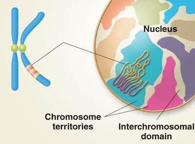 Chromosome territories and interchromosomal domains in the nucleus