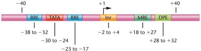 Core promoter elements and their positions relative to transcription start site