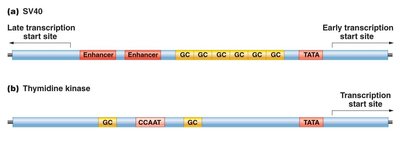 Promoter elements in SV40 and thymidine kinase genes