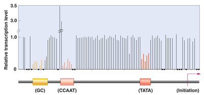 Mutational analysis of promoter sequences and their effect on transcription