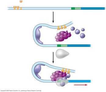 Transcription initiation complex with enhancer, activators, and general transcription factors
