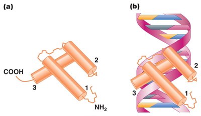 Helix-turn-helix motif structure and DNA binding