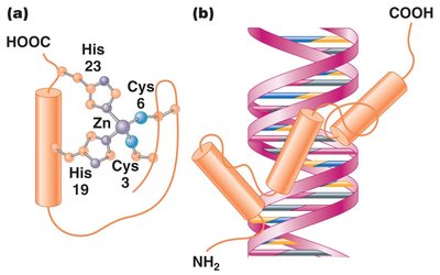 Zinc finger motif structure and DNA binding