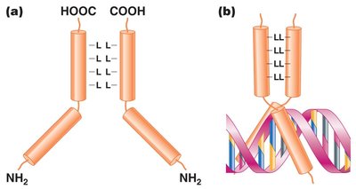 Leucine zipper motif structure and DNA binding