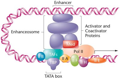 Enhanceosome and transcription initiation complex at the TATA box