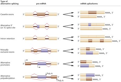 Types of alternative splicing and resulting mRNA isoforms