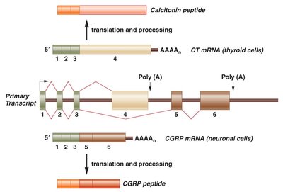 Alternative splicing of calcitonin gene in thyroid and neuronal cells