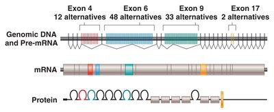 Dscam gene alternative splicing producing many protein isoforms