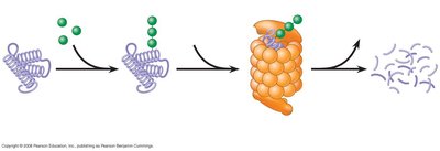 Proteasome-mediated protein degradation with ubiquitin tagging