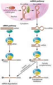 miRNA and siRNA pathways for gene silencing